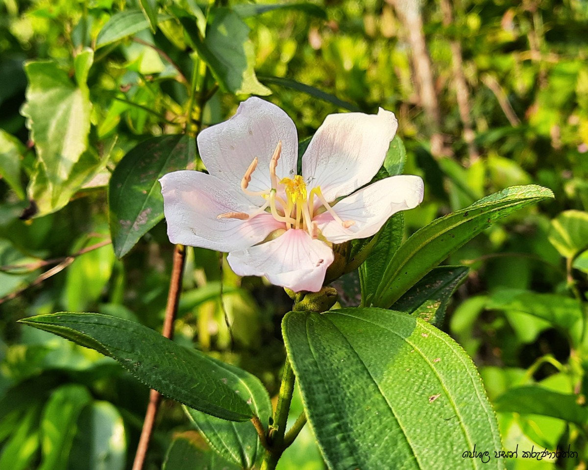 Melastoma malabathricum L.